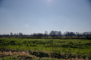 Fototapeta premium morning in the woods