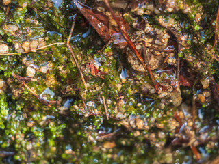 春の森　小さな水の流れアップ01