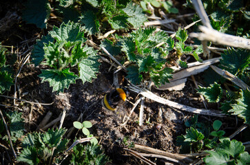 bee in the grass
