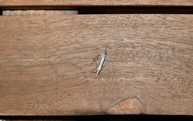 Grass-veneer moth (Crambinae) at night, South Australia