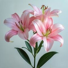 Fototapeta premium Beautiful Pink Lilies Arranged Gracefully on a Soft Background in a Bright Indoor Setting