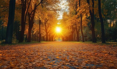 Autumn sunset illuminating tree-lined path covered in fallen leaves