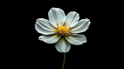 Blooming white cosmos flower with a vibrant yellow center, set against a rich black background, highlighting the delicate beauty and intricate details of nature&rsquo;s artistry
