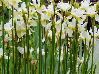 Obraz premium Sibierische Schwertlilie mit KI erstellt