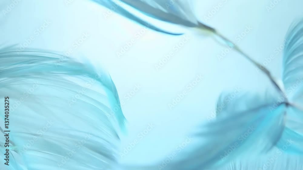 Poster a blue feather with a white background. the feather is in the middle of the image