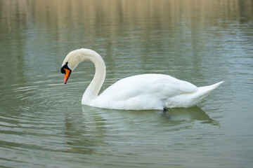 Fototapeta premium Swan birds in a lake and river water swimming in the wild nature in early spring and summer. Big white adult swan bird with clear white feather and bird wings breading in the wildlife