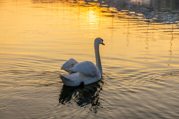 Swan birds in a lake and river water swimming in the wild nature in early spring and summer. Big...