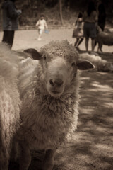 close up of a sheep in a field
