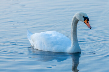 Fototapeta premium Swan birds in a lake and river water swimming in the wild nature in early spring and summer. Big white adult swan bird with clear white feather and bird wings breading in the wildlife