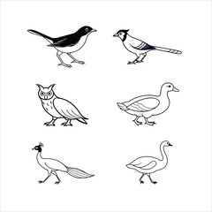 Set of American Robin, Blue Jay, Great Horned Owl, Mandarin Duck, Peacock, Swan Birds Line Art Vector Illustration on White Background