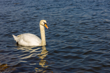 Swan birds in a lake and river water swimming in the wild nature in early spring and summer. Big white adult swan bird with clear white feather and bird wings breading in the wildlife