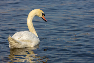 Swan birds in a lake and river water swimming in the wild nature in early spring and summer. Big white adult swan bird with clear white feather and bird wings breading in the wildlife