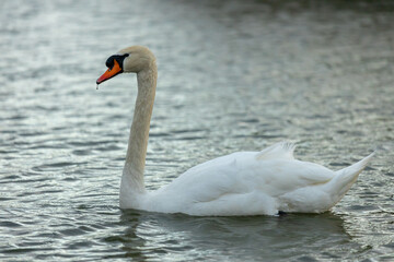 Swan birds in a lake and river water swimming in the wild nature in early spring and summer. Big white adult swan bird with clear white feather and bird wings breading in the wildlife