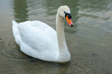 Fototapeta premium Swan birds in a lake and river water swimming in the wild nature in early spring and summer. Big white adult swan bird with clear white feather and bird wings breading in the wildlife