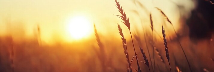 Golden sunset over field with silhouetted wheat stalks.