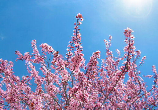 beautiful pink flowers on branches of prunus blooming at spring on the blue sky background