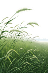 A field of green grass with a white background, some trees in the distance, the grass is blowing in the wind