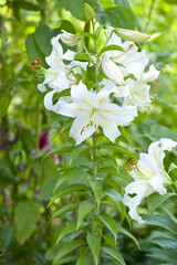 Blumenbeet, Lilie
