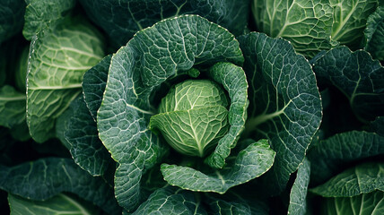 Obraz premium A Close-up shot of vibrant green cabbage leaves