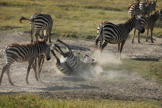 im Sand w&auml;lzendes Zebra