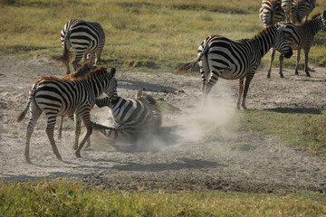 im Sand wälzendes Zebra © codo97