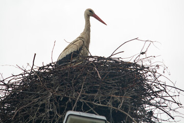 bocian w gnieździe 