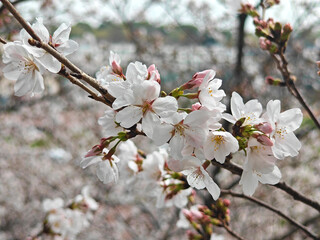 branch of pink sakura blossom in the spring day