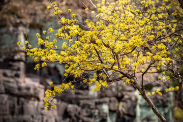 a landscape of Cornus fruit in Korean Traditional House