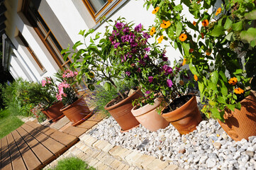 Kübelpflanze Terrasse