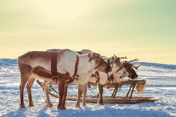 Reindeer in harness at a traditional reindeer herder's festival. Arctic region.