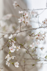 a beautiful spring scene with cherry blossoms in full bloom