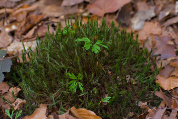 Discover the serene beauty of lush, green moss thriving on the forest floor—a tranquil snapshot of nature's vitality, perfect for inspiring eco-friendly designs or calming decor.