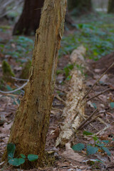 A resilient tree, heavily damaged yet standing, showcases rugged beauty and raw strength. Its exposed trunk and broken form narrate a tale of endurance and nature's artistry.