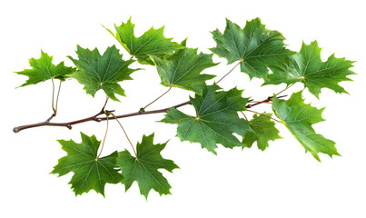 Lush Green Maple Tree Branch with Vibrant Summer Leaves Isolate on Transparent Background, cutout, png