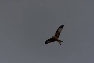 Obraz premium Witness the elegance of freedom as a majestic red kite soars through the sky. Its graceful flight and vivid hues paint a picture of untamed beauty and boundless wonder.