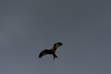 Witness the elegance of freedom as a majestic red kite soars through the sky. Its graceful flight and vivid hues paint a picture of untamed beauty and boundless wonder.