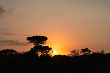 silhouette of tree at sunset