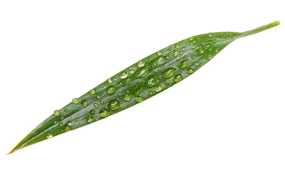 Single Blade of Grass with Water Droplets in Nature Close-Up Isolate on Transparent Background, cutout, png