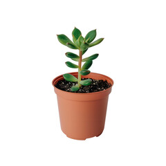 Fototapeta premium Green succulent plant in brown pot on isolated white background for home decor or gardening use