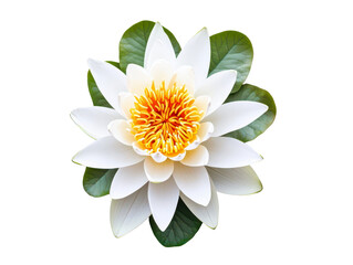 Serene Top-Down View of a Single White Lotus Flower with Leaves Isolate on Transparent Background, cutout, png