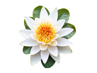 Serene Top-Down View of a Single White Lotus Flower with Leaves Isolate on Transparent Background, cutout, png