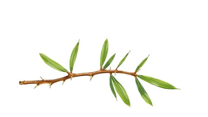 Fototapeta premium Acacia Tree Branch with Thorns