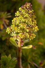 Proxiphographie d'une plante grasse (succulente) - Aeonium Zwartkop