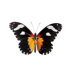 Obraz premium Vibrant Monarch Butterfly Displaying Colorful Patterns Against a Clean White Background