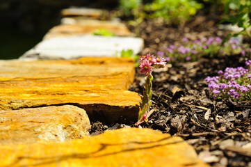 Naturgarten mit Trockensteinmauer