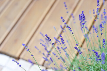 Lavendel