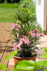 Oleander