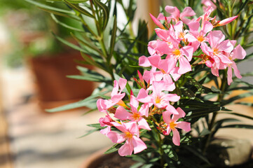 Oleander