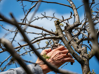 man hand pruning tree cutting dried branches