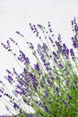 Naklejka premium Lavendel